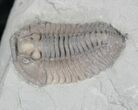 Flexicalymene Trilobite from Ohio #20731-2